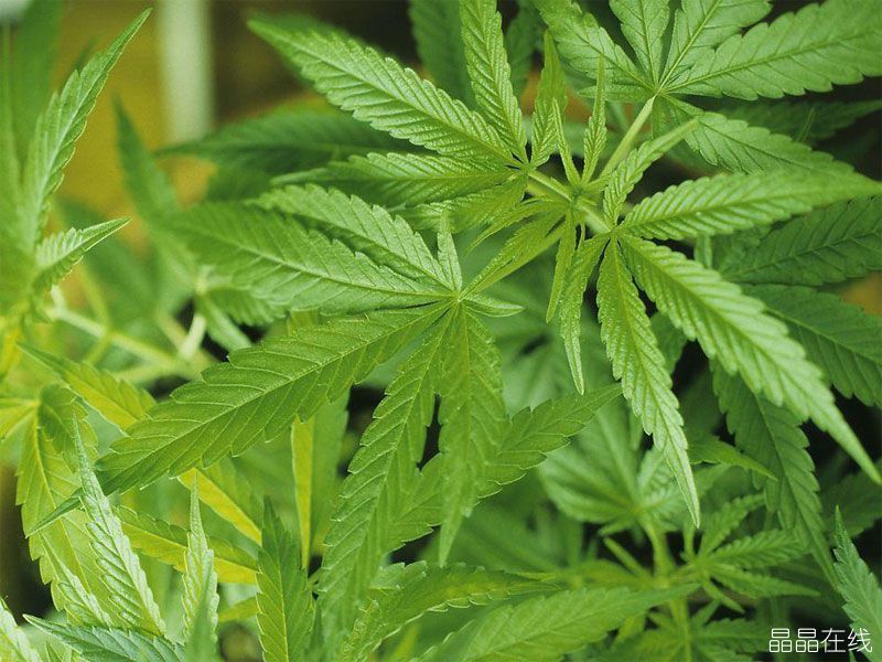 大麻的叶子 大麻的叶子