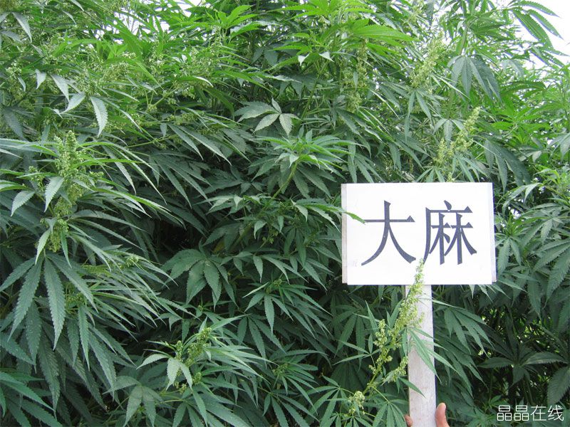 大麻植株 大麻植株
