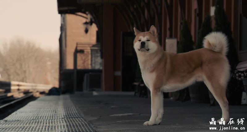 忠犬八公的故事 忠犬八公的故事