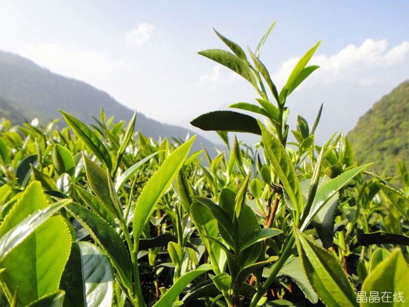 茶叶 茶叶