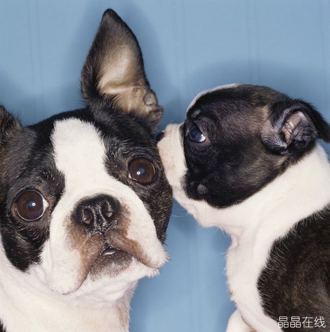狗真的会听懂人话 狗真的会听懂人话
