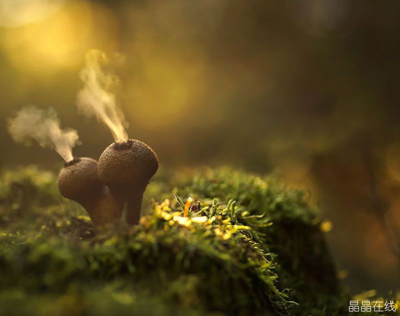 不常见的蘑菇 不常见的蘑菇