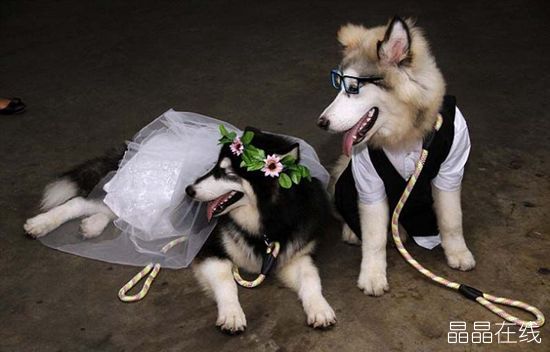 奇葩:印尼百人为一对狗狗举办隆重结婚典礼 奇葩:印尼百人为一对狗狗举办隆重结婚典礼