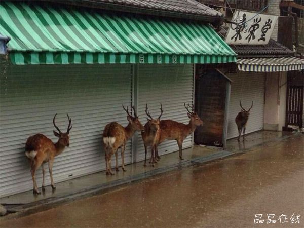 屋檐下躲雨 屋檐下躲雨