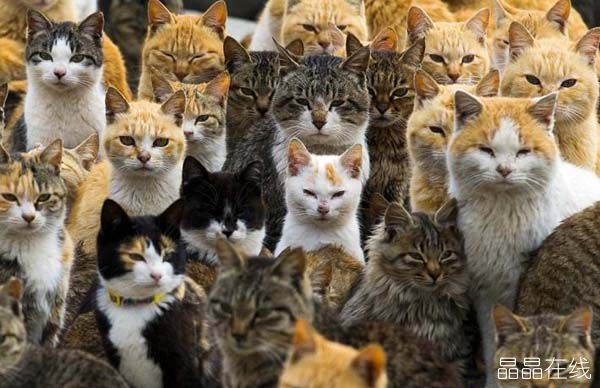 猫岛 猫岛