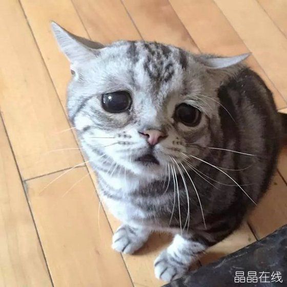 委屈猫 委屈猫