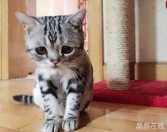 委屈猫 委屈猫