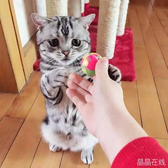 委屈猫 委屈猫