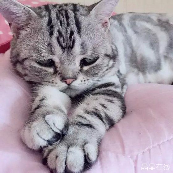 委屈猫 委屈猫