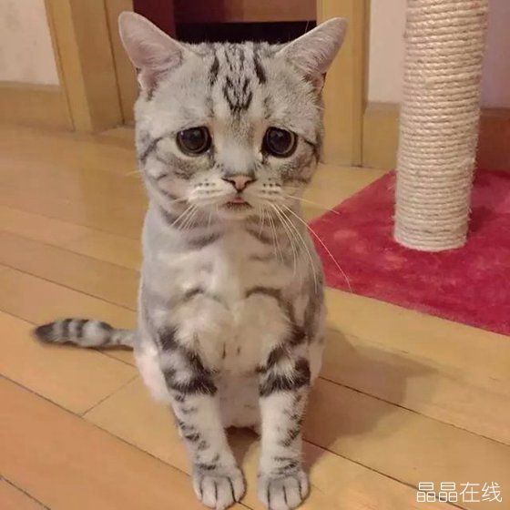 委屈猫 委屈猫