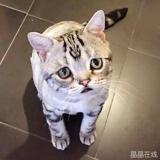委屈猫 委屈猫